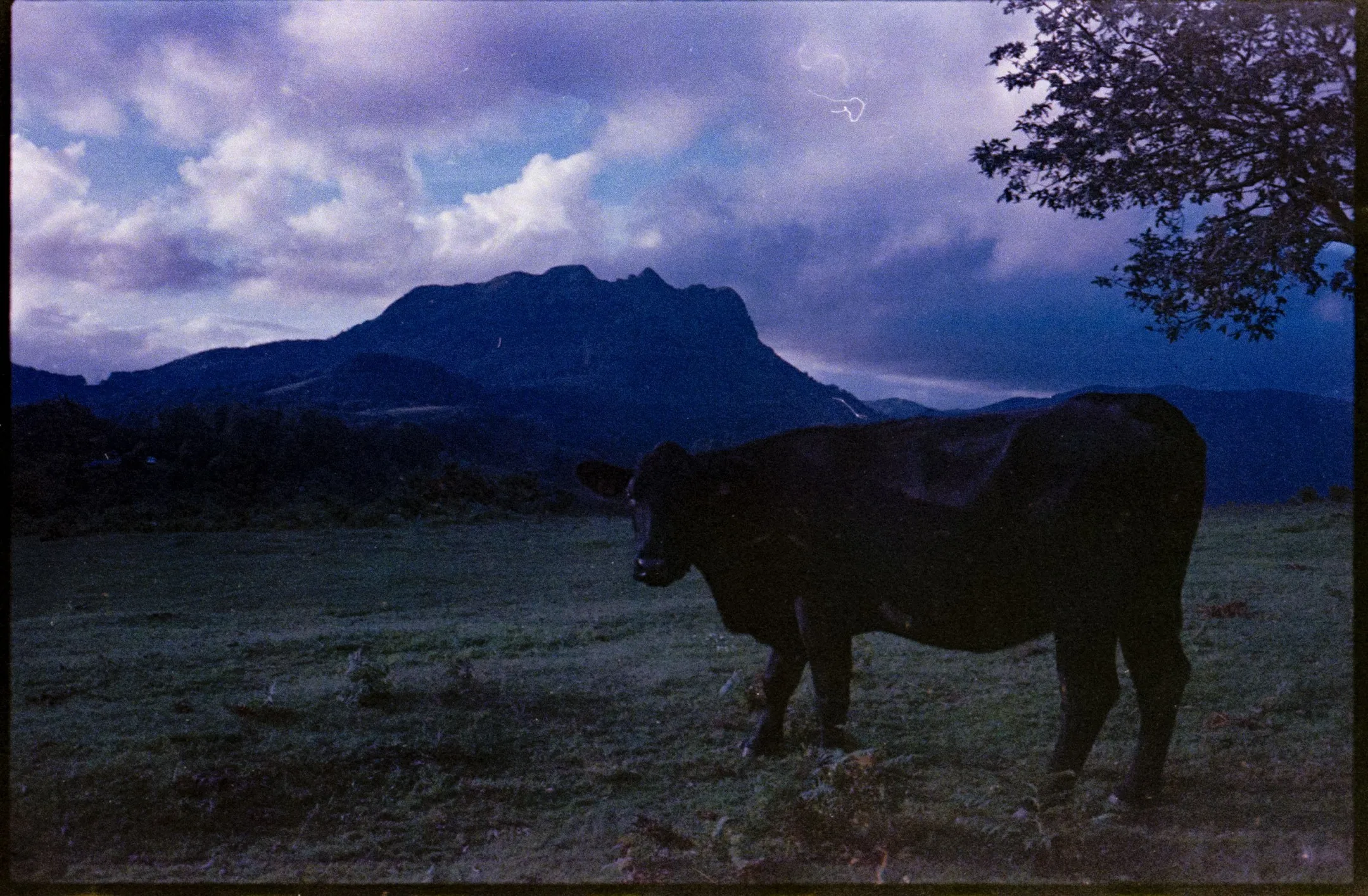 A dark cow standing in a dim field below a mountain at dusk.