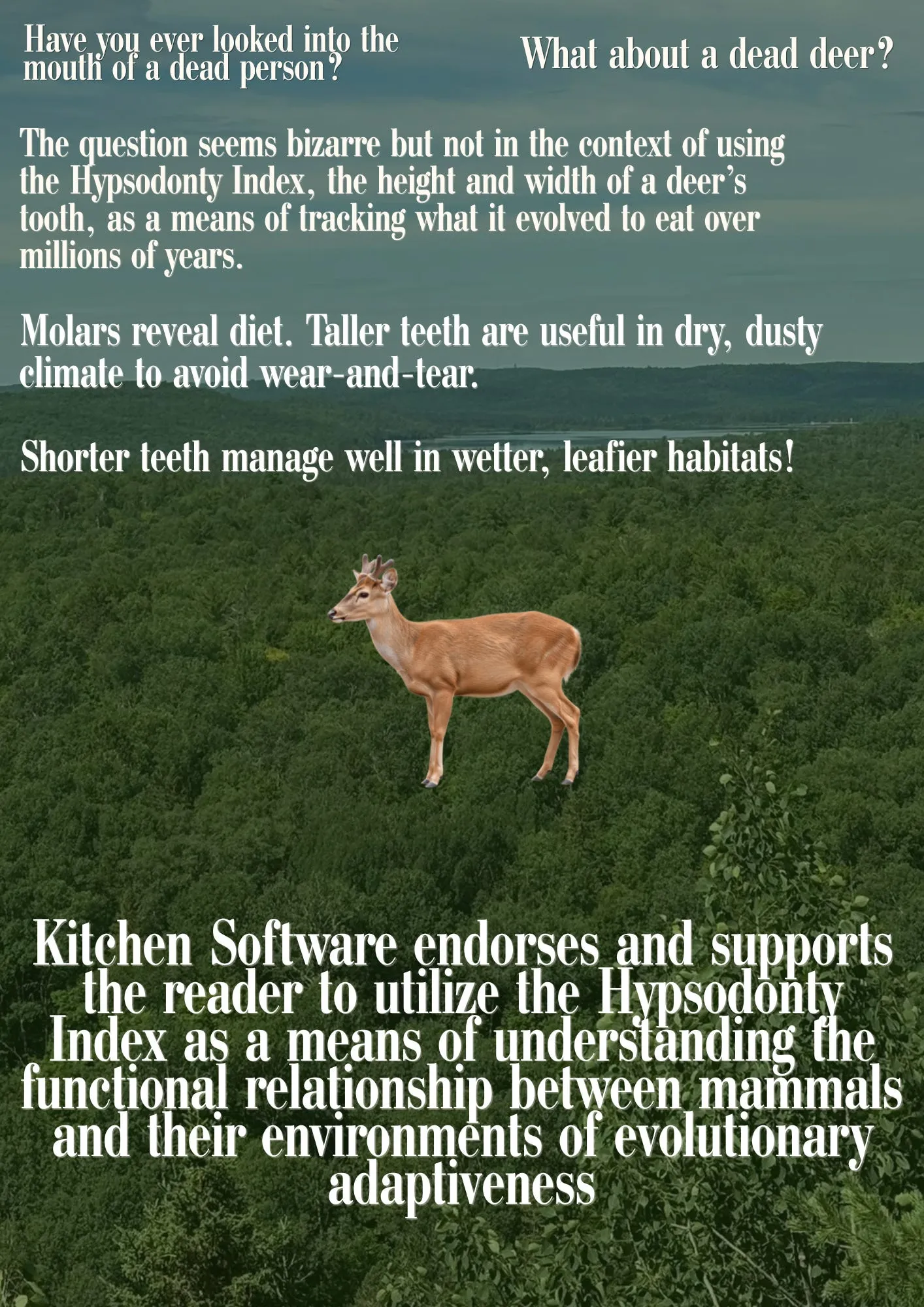 Cover image for Kitchen Software Endorses The Tooth